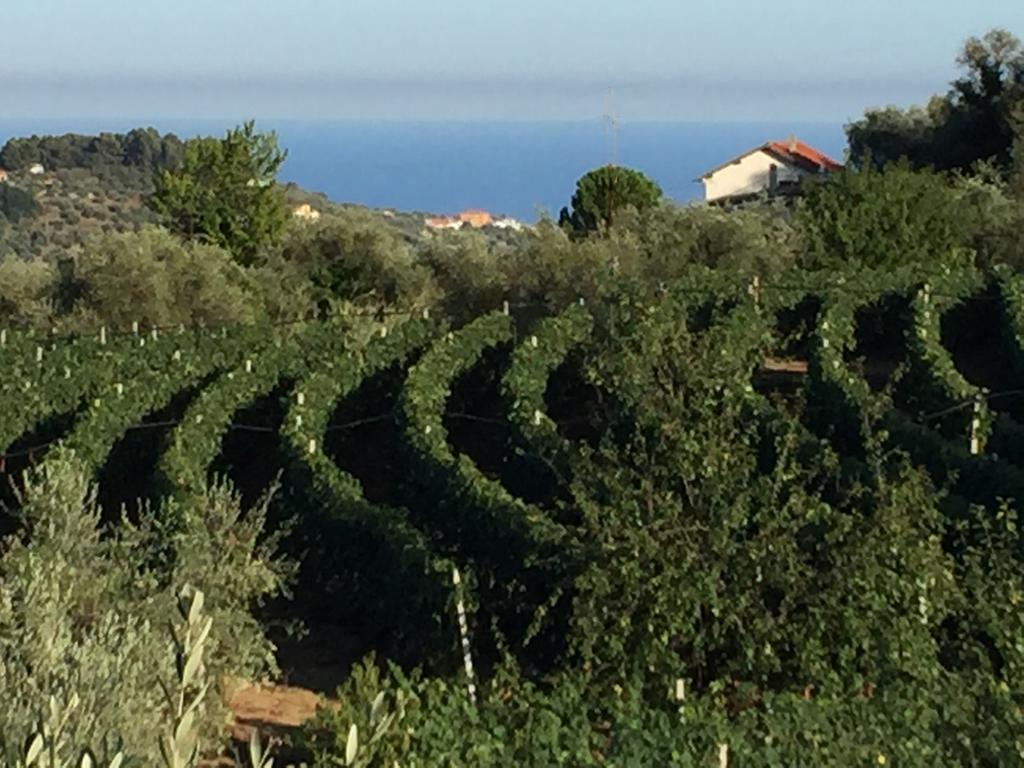 Diano Borello Agriturismo Ada Musso Ss מראה חיצוני תמונה