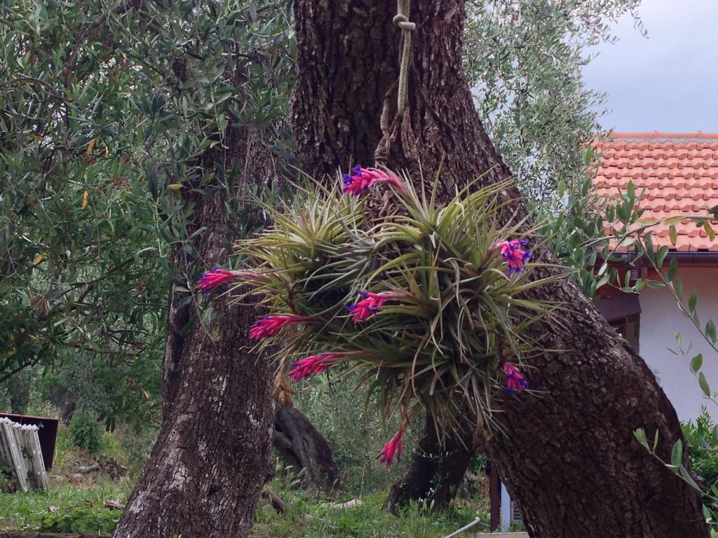 Diano Borello Agriturismo Ada Musso Ss מראה חיצוני תמונה