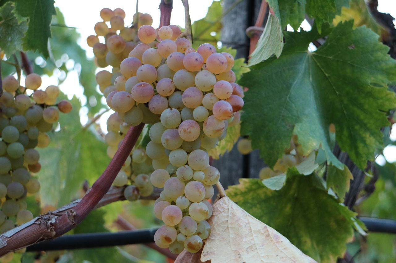 Diano Borello Agriturismo Ada Musso Ss מראה חיצוני תמונה