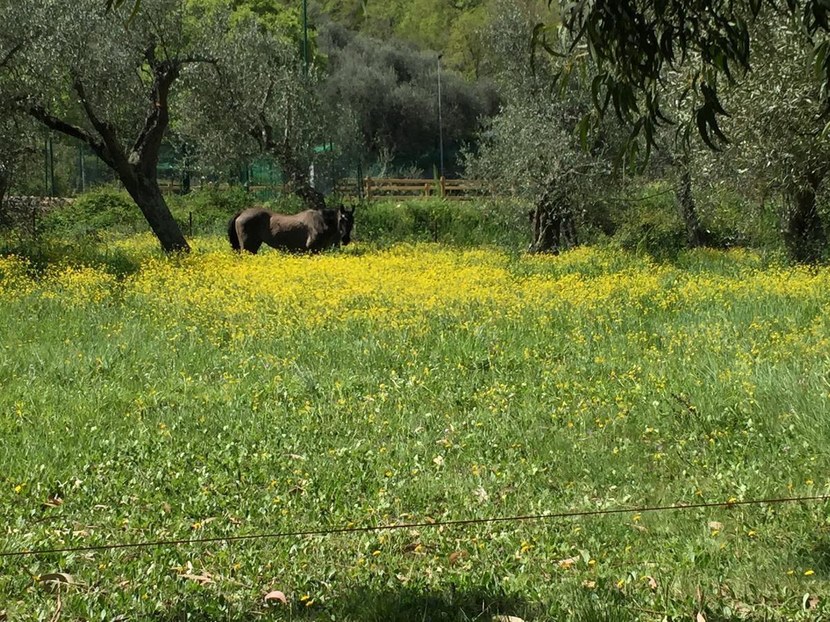 Diano Borello Agriturismo Ada Musso Ss מראה חיצוני תמונה